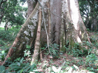 01 Baobab Version Togolaise